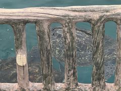 -广东惠东海龟国家级自然保护区