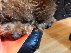 -八公叔叔宠物美容连锁(春申店)