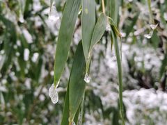 -武陵山森林公园