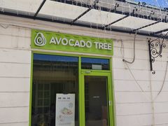 -油梨树AVOCADO TREE(顺义新国展店)