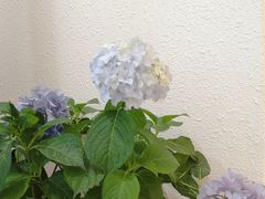 -Kekimatata 生日蛋糕·烘焙教学