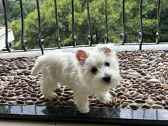 -瑞派康怡24h宠物医院·犬猫医疗中心·微创绝育(瑞景分院)