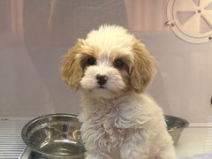 -翊宠yipet猫狗购宠庄园犬舍•猫舍