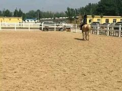 -月河湾马术俱乐部(朝阳店)