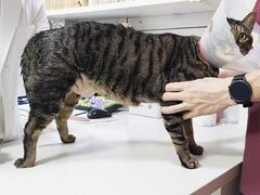 -西安京西宠物医院·瘫痪·疑难杂症