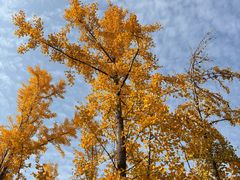 -汉长安城未央宫国家考古遗址公园