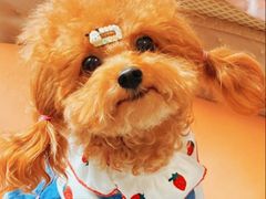 -艾贝尔宠物医院·24H转诊中心·肿瘤猫专科(江宁双龙店)