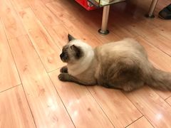 -Bastet sally猫舍购宠(静安店)
