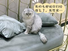 -藏猫猫咖啡主题馆(中央大道店)