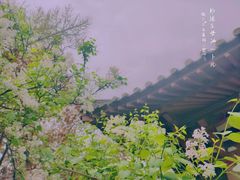 -西安青龙寺遗址景区