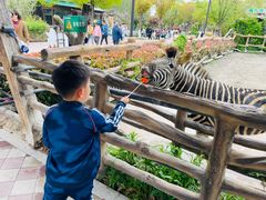 -上海野生动物园老虎餐厅