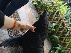 -灵玲国际马戏城