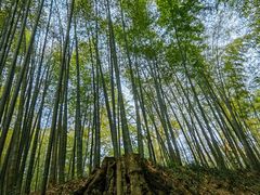 -西湖风景区十里琅珰-五云山