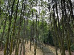 -火炉山森林公园