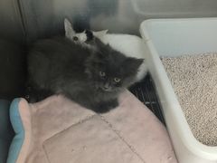 -瑞派·关忠动物医院·猫专科·犬专科(三环新城店)