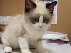 -瑞派康怡24h宠物医院·犬猫医疗中心·微创绝育(瑞景分院)