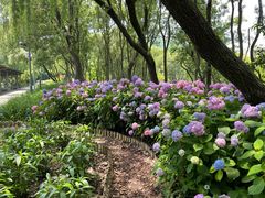 -西湖风景区-江洋畈生态公园