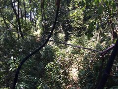 -清迈丛林飞跃 JungleFlight