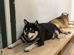-是阿柴呀！柴犬咖啡·爱喵喵猫咖