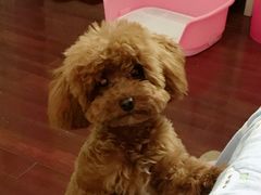 -PETKIT小佩宠物(昭化店)