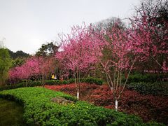 -重庆彩云湖湿地公园