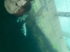 -新加坡水上探险乐园