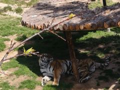 -西霞口神雕山野生动物世界