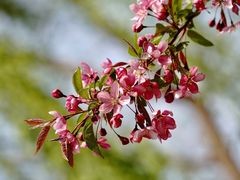 -海棠花溪(元大都城垣遗址公园)