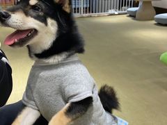 -逗柴咖啡屋·狗咖猫咖宠物桌游