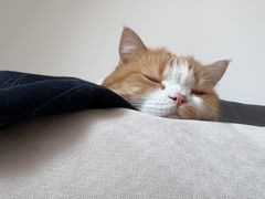 -小猫来了猫舍(福田店)