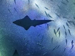 -珠海长隆海洋王国
