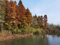 -溱湖国家湿地公园