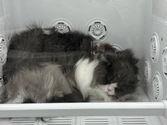 -爱洗澡的猫(望京店)