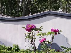 -洛阳市牡丹公园