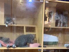 -爱宠屋(电脑一条街店)