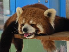 -栾川竹海野生动物园