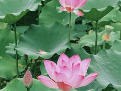 -莲花池公园