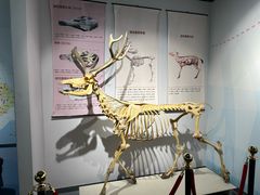 -北京麋鹿生态实验中心