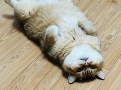 -老吴的猫·猫舍(新区店)