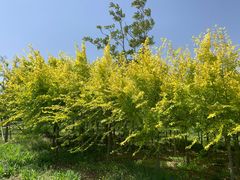 -天津东丽湖风景区