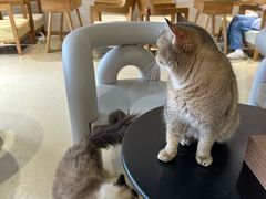 -藏猫猫咖啡主题馆(中央大道店)