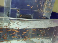 -萌宠奇缘(荣鼎店)