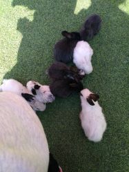 -萌宠亲子动物乐园(槐房万达店)