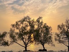 -宝安西湾红树林湿地公园