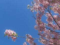 -新江湾城公园