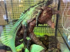 -FAIRYLAND龙族星球主题餐厅(凯丹广场店)