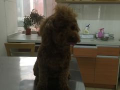 -爱侣宠医·鹦鹉专科·小型哺乳类·异宠专科(灵石路店)