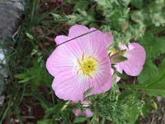 园博园-济南国际园博园