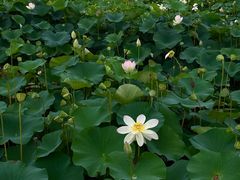 -荷塘月色湿地公园·向阳花洲