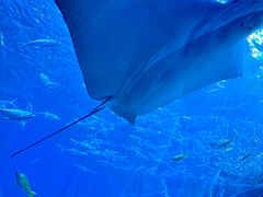 -海合安成都极地海洋公园